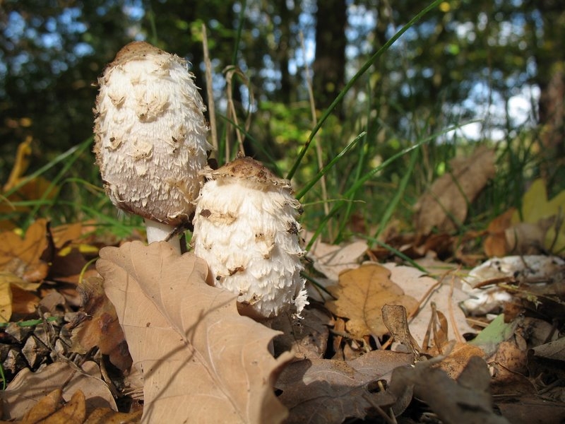 Coprinus comatus 2